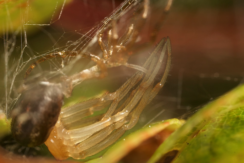 Spider moult 4 Spider moulting. See Flickr