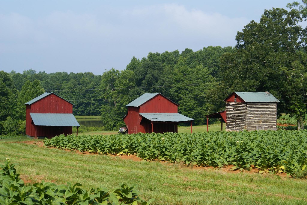 Tobacco farm.JPG Tobacco farm in King, North Carolina Kevin Felt