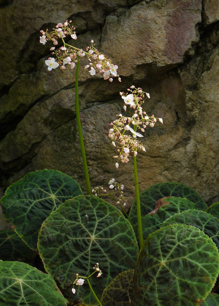 Begonia goegoensis 1009170540 Botanic Gardens, Sydney i… Flickr