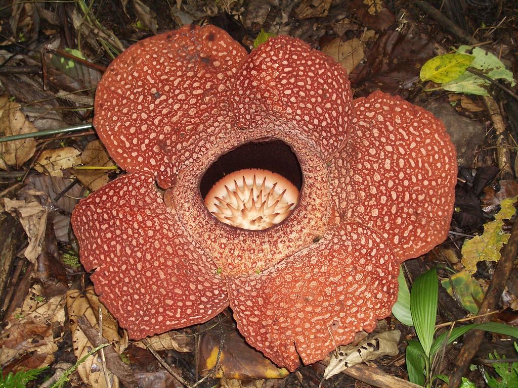 Rafflesia Small Rafflesia in bloom at Mt Kinabalu, Sabah, … Flickr