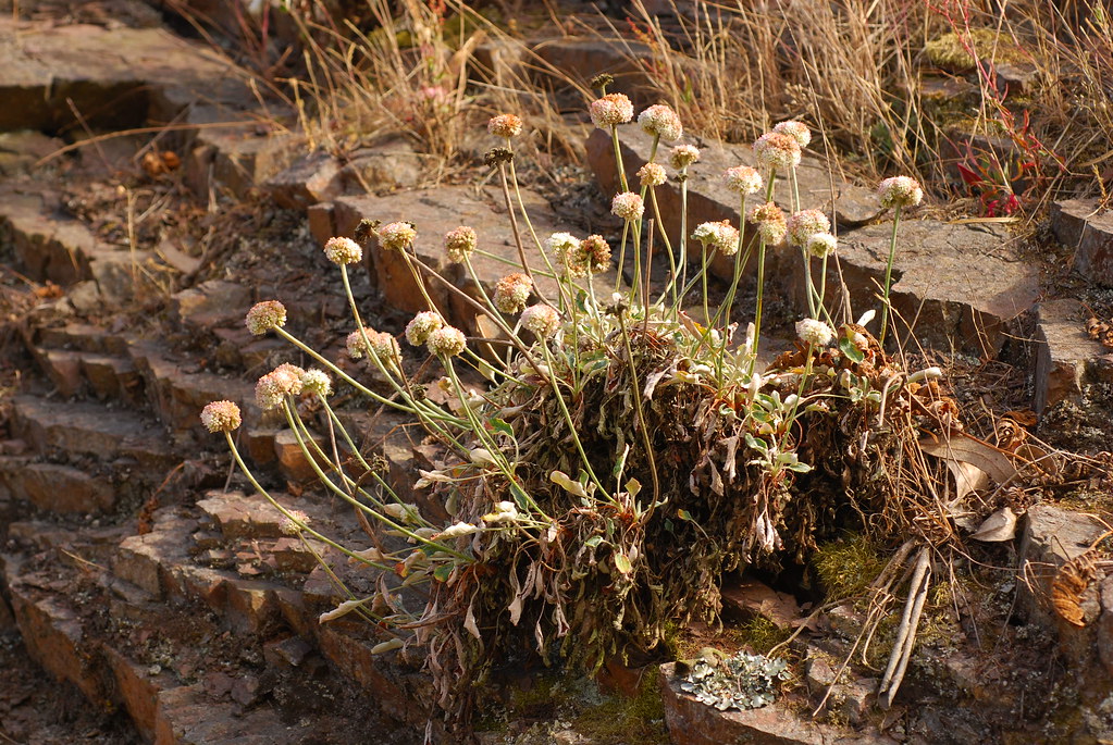 Eriogonum latifolium Common name Seaside Buckwheat Specie… Flickr
