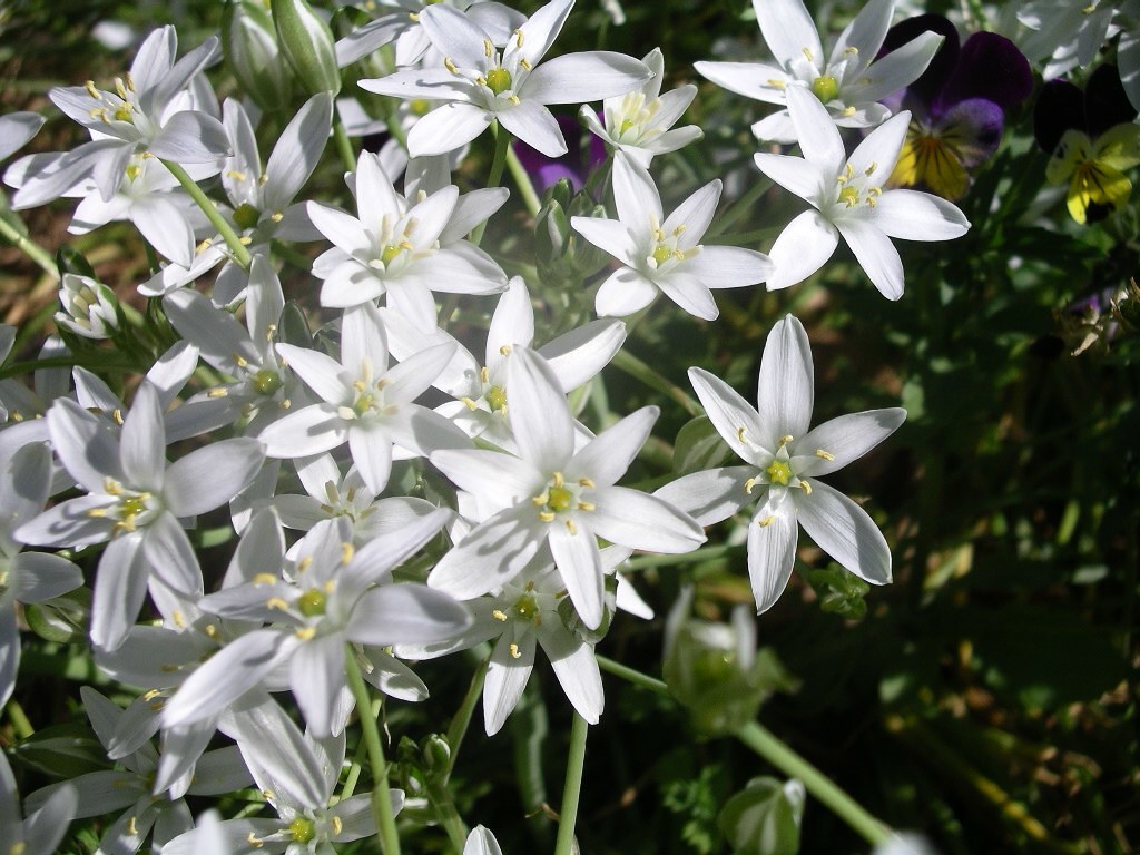 Pretty wee flower Queenstown Gardens. Ross Heywood Flickr