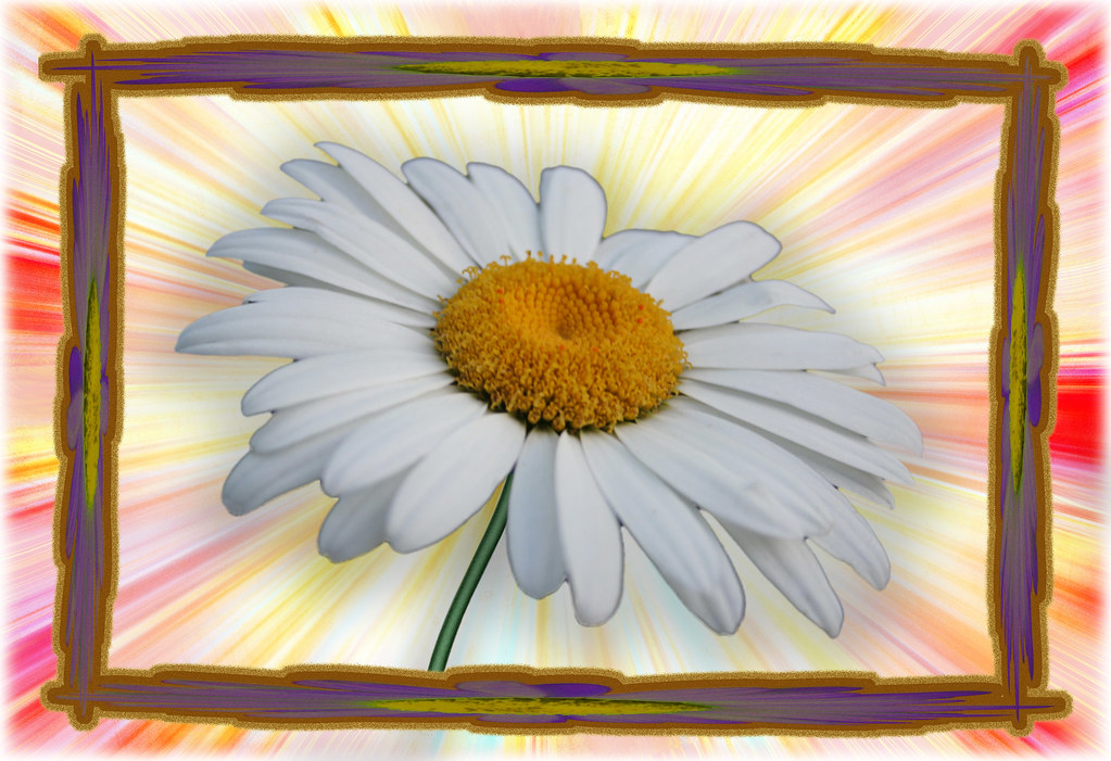A daisy for contest, week 116 Clackamore Flickr