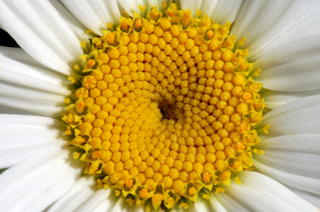 Daisy 8 Study of a daisy in bloom. Earl Flickr