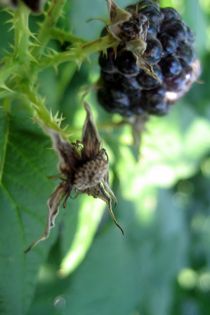 NJ Milford Phillips Farms Black Raspberries a photo on Flickriver