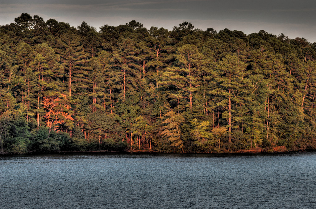 Sunset on the Pines Jane Flickr