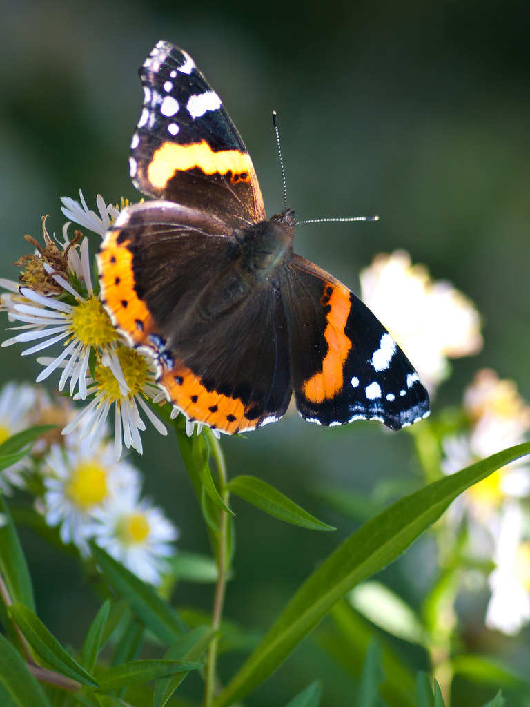 Red Admiral Butterfly Red admiral butterfly on the michael… Flickr