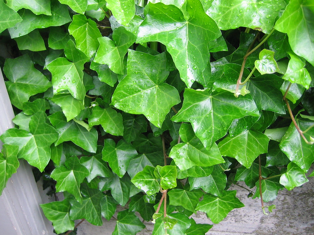 Ivy outside my front door Beautiful Ivy growing right outs… Flickr
