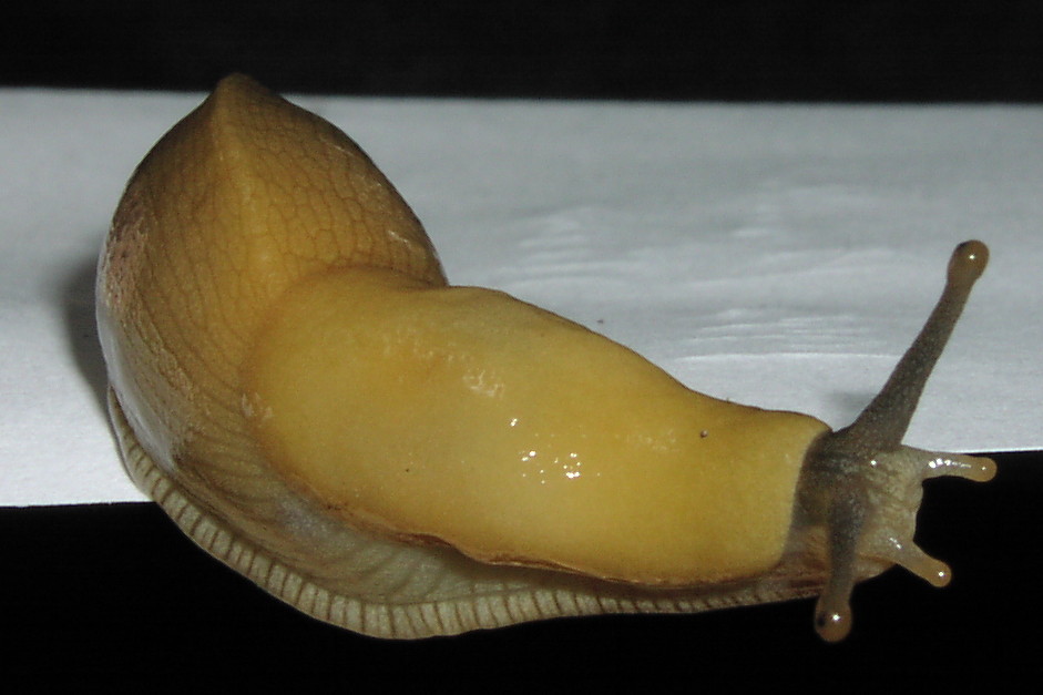 Slug on a piece of paper This cute slug was crawing up a s… Flickr
