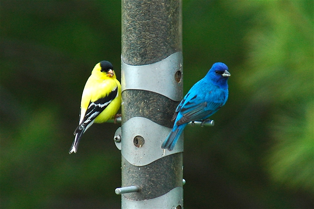 Eastern Bluebirds vs. Indigo Buntings Bluebird Landlord