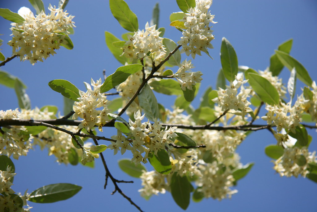 Autumn Olive The fragrance of these flowers is incredible!… Flickr