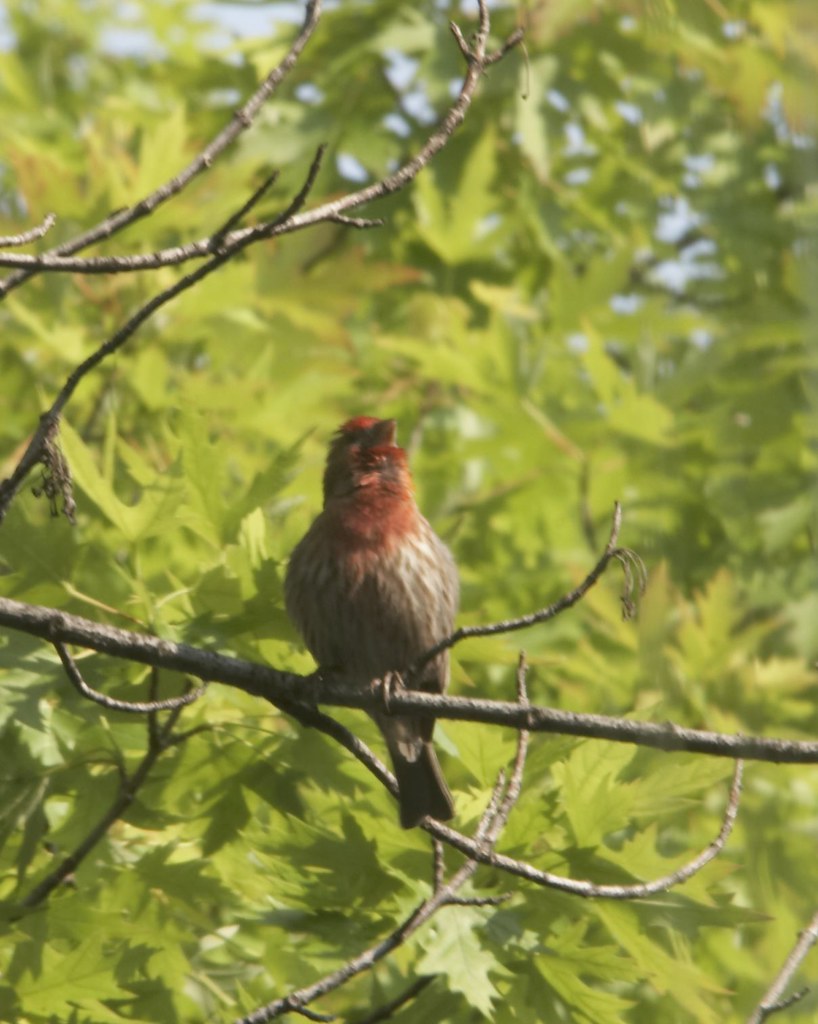 Red Bird Singing 2, June 2005, Chicago Tim Brown Flickr