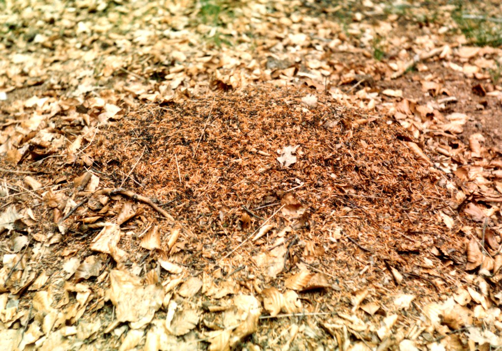 Wood Ant Nest in Burnham Beeches the Sybaritic Oracle Flickr