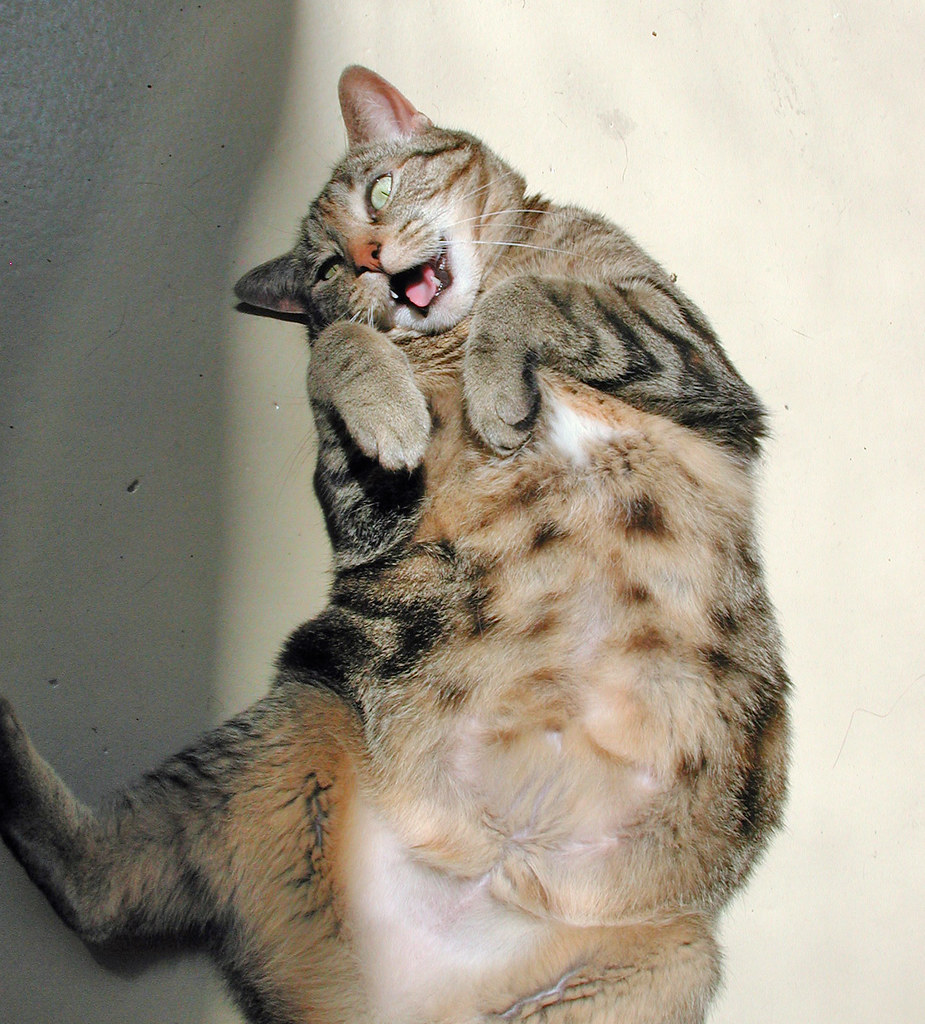 Rub Xena’s magic belly Warm a cat’s belly for thirty minut… Flickr