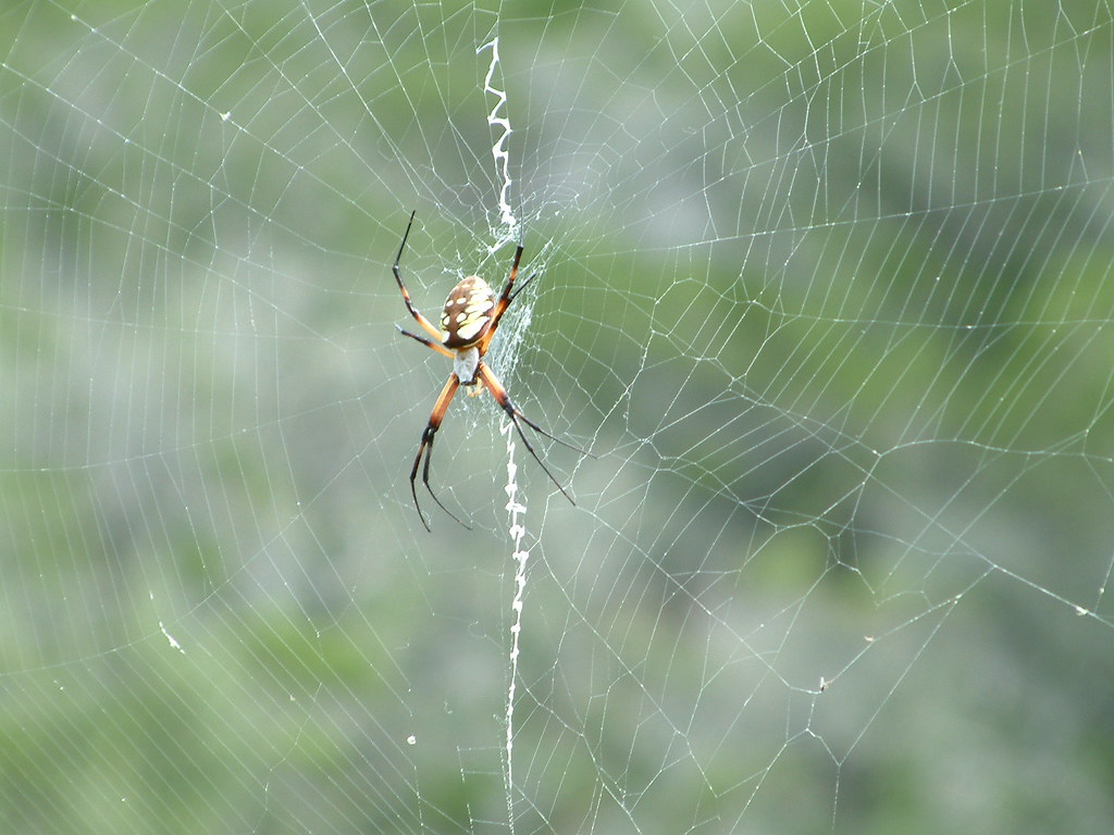 Zipper Spider Picture of a interesting spider seen at Colo… Flickr