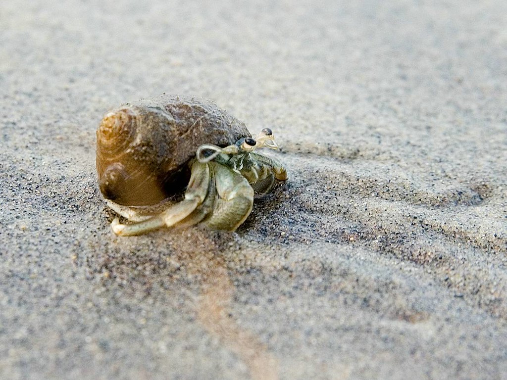 Hermit Crab on the Beach a photo on Flickriver