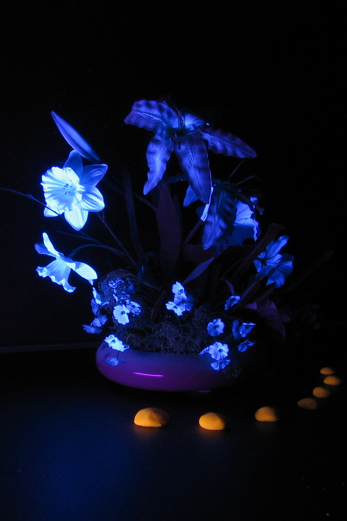 UV Flowers Fake flowers illuminated by an ultraviolet lamp… Flickr
