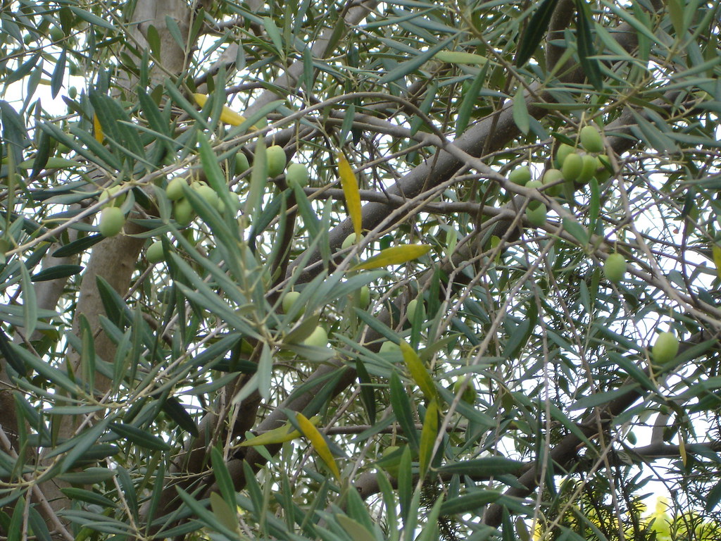 Olive Tree in Napa Warriner, Will Flickr