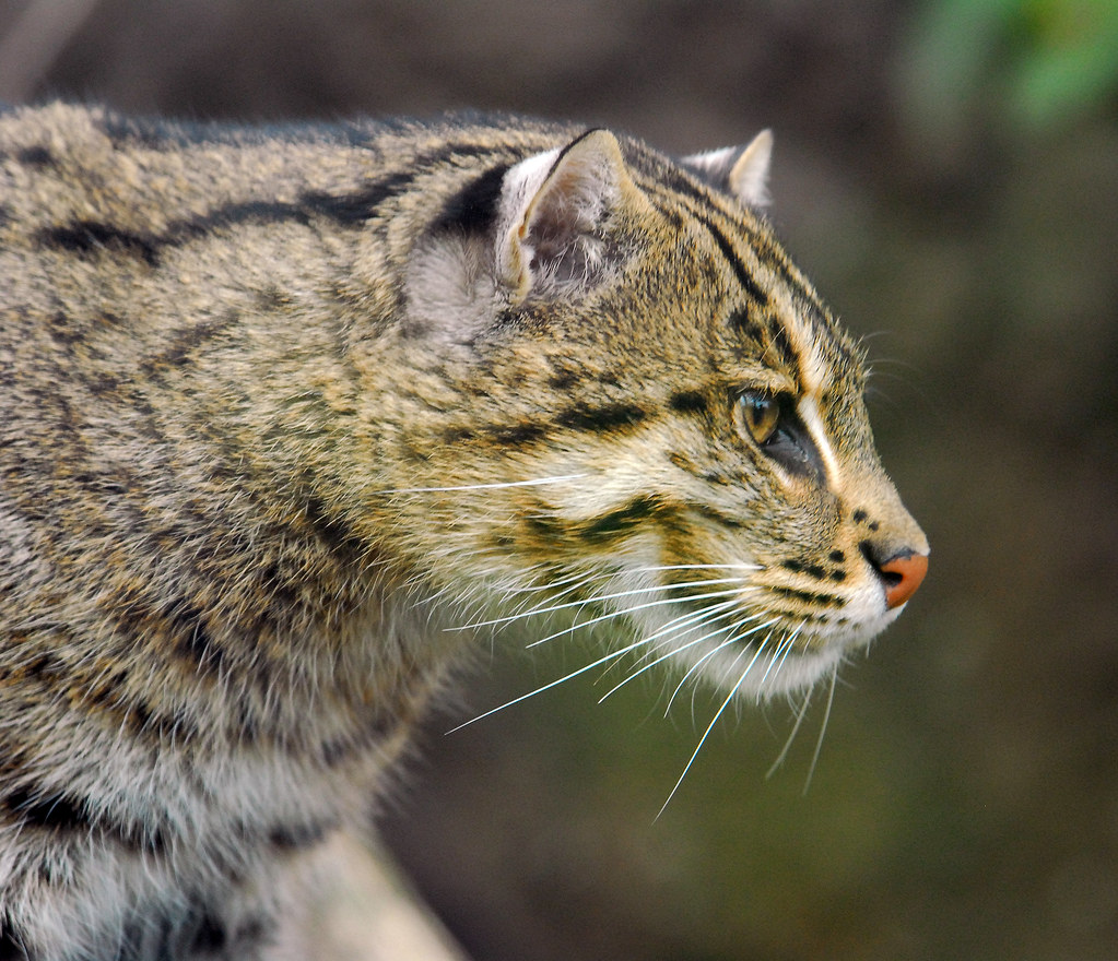 Fishing Cat The Fishing Cat can weigh from 15 to 25 pounds… Flickr