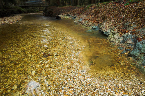 nf08 A few pictures from my wet day in the new forest with… Flickr