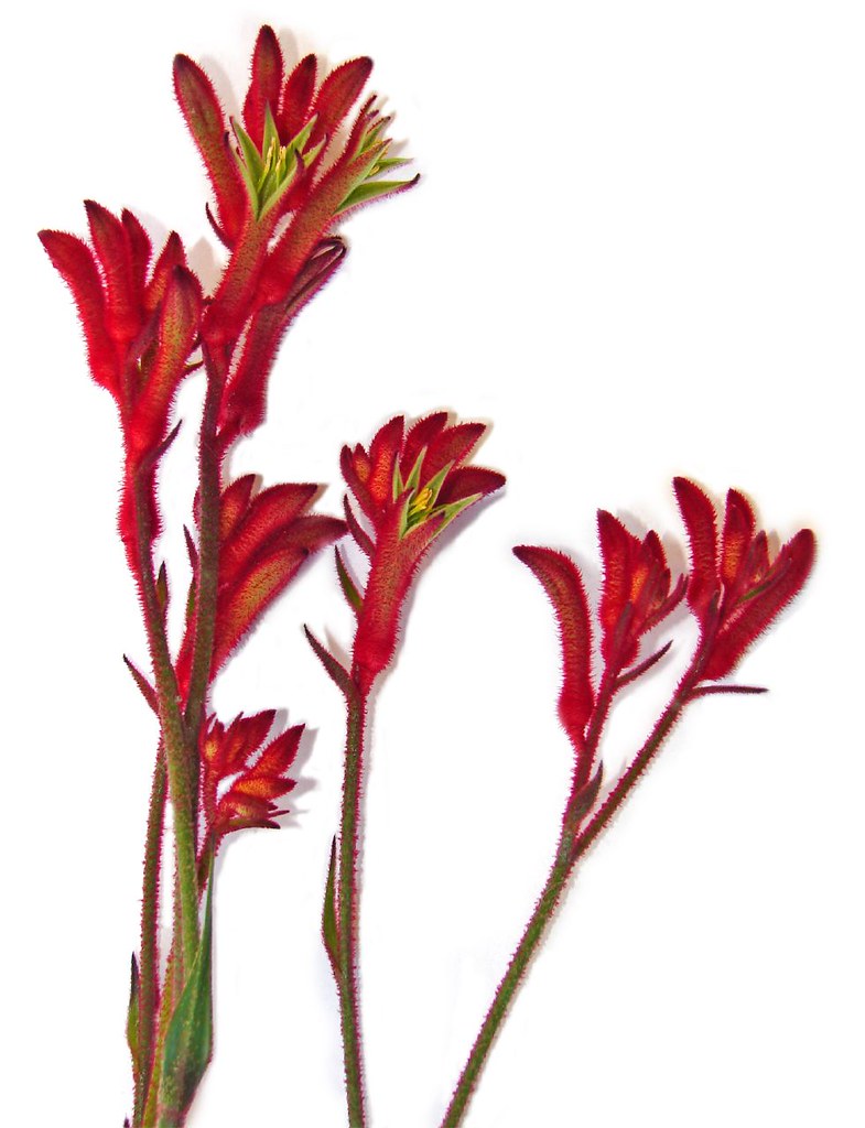 kangaroo Paws These are my favourite flowers from my garde… Flickr