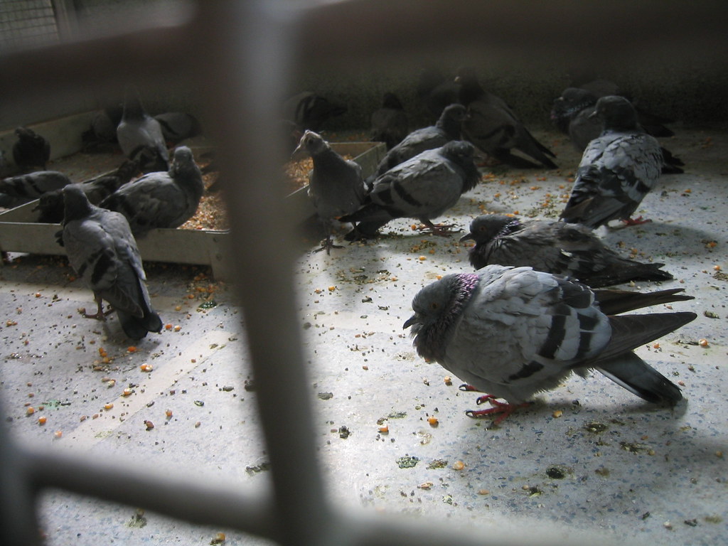 pigeons at jain bird hospital, old delhi Ari Evergreen Flickr