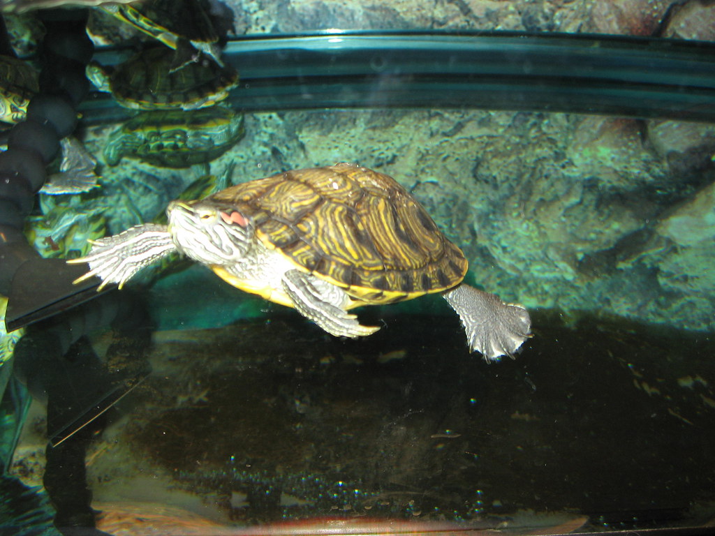 Petco Turtles