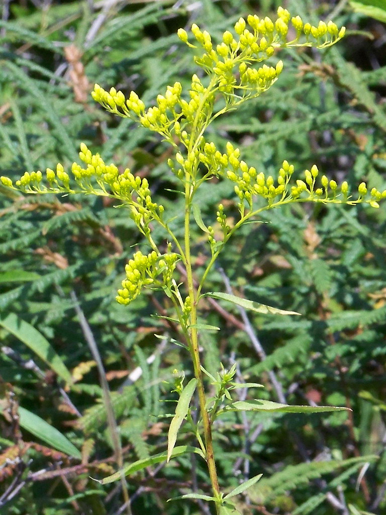 Roughstemmed Goldenrod 2 by Jesse Casbon Oak Ridge Prairi… Flickr