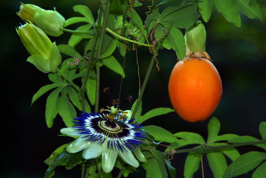 Passion flower three stages... What an amazing plant! At … Flickr