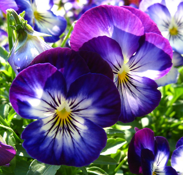Pansies hardy Pansies katsu333 Flickr