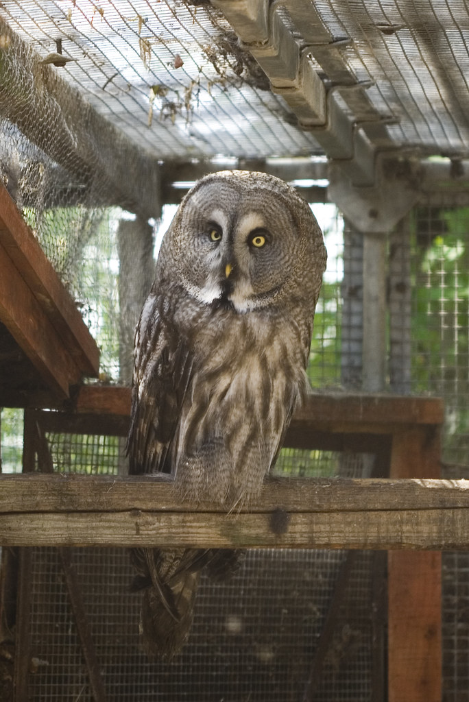 Wise Owl Kirkleatham Owl Centre Sam Judson Flickr