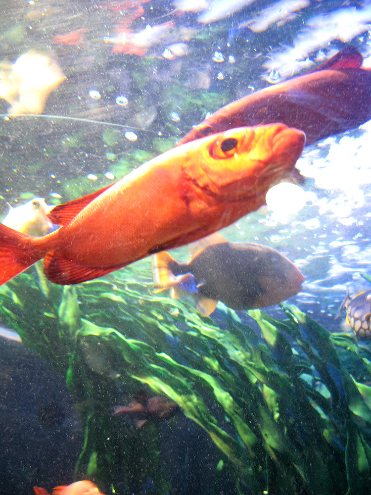 Fish Sparkling blue water, bright orange fish, leafy under… Flickr