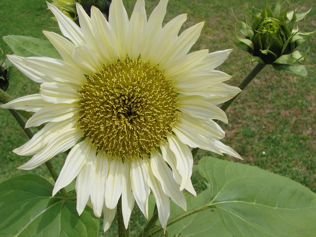 Light yellow sunflower There were some nonstandard sunflo… Flickr