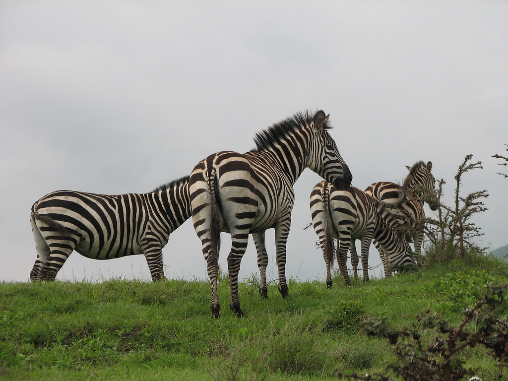Zebras Nigel Hoult Flickr