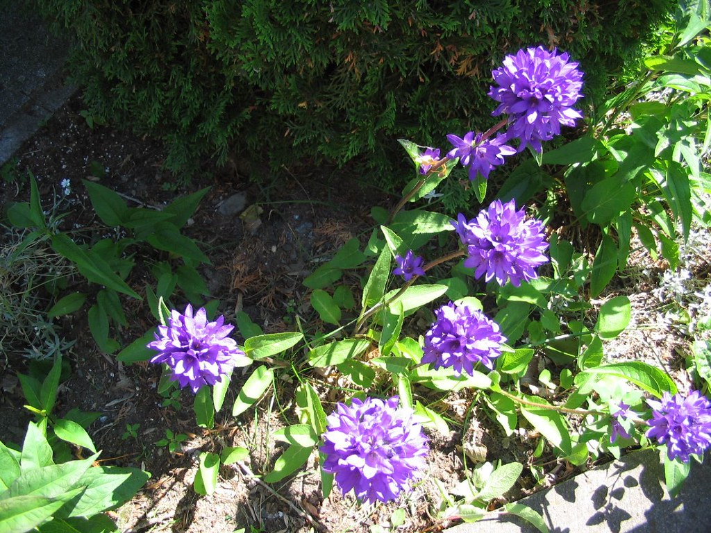 My perennials Flickr