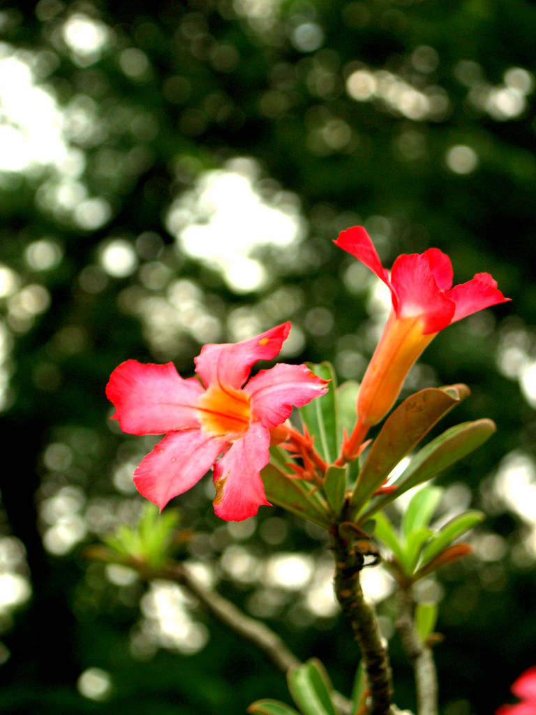 Flowers Taken at Wild Life in Quezon City. Peanut Dela Cruz Flickr