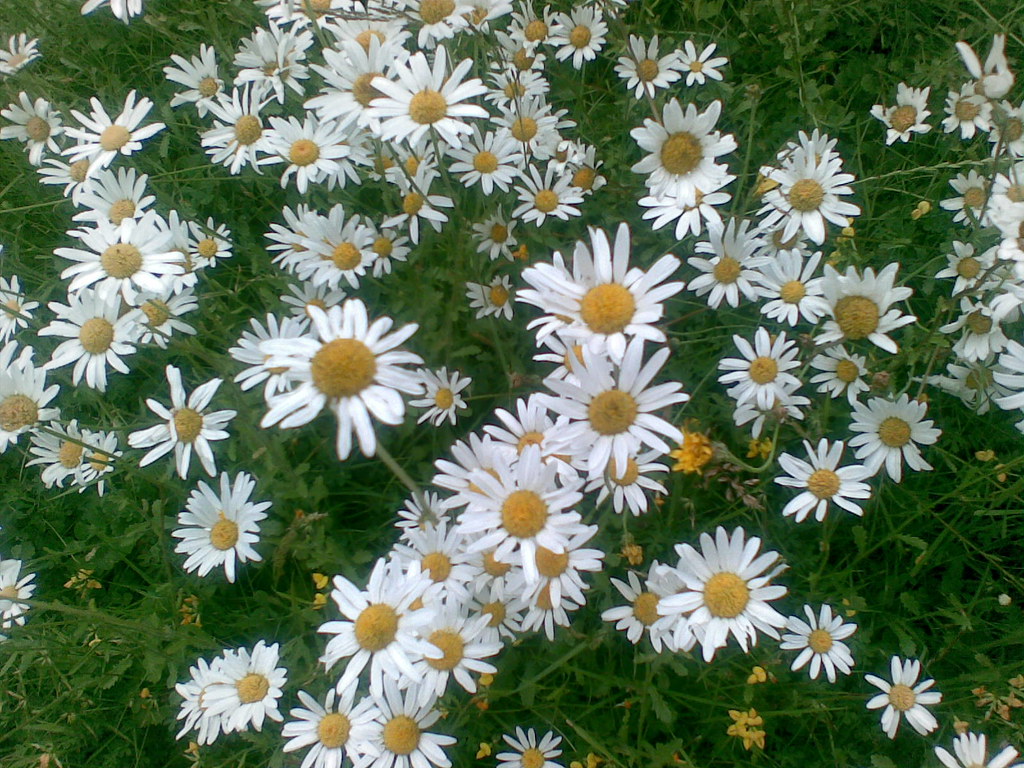daisys daisys osde8info Flickr