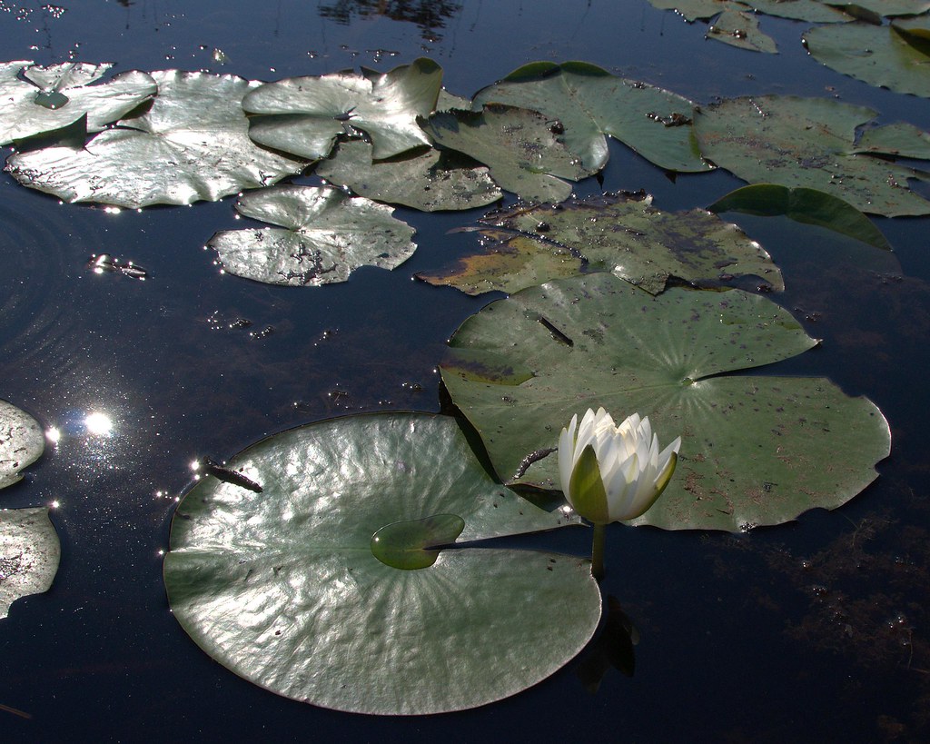 Lily pads November 2010 Credit Steve Brooks U.S. Fish and Wildlife