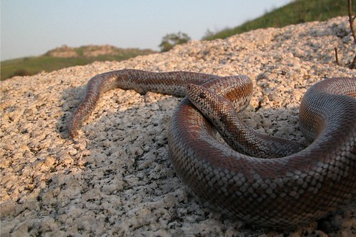 rosy_boa_1 Rosy boa, Lichanura trivirgata, Boidae Rolf