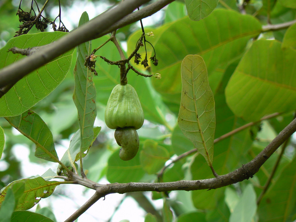 Cashew Apple Anacardiaceae (cashew family) » Anacardium oc… Flickr