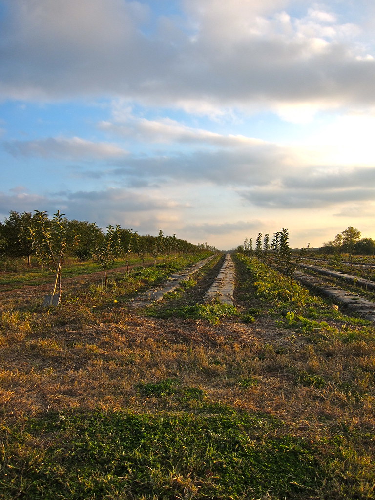 Homestead Farm II Caitlin Faw Flickr