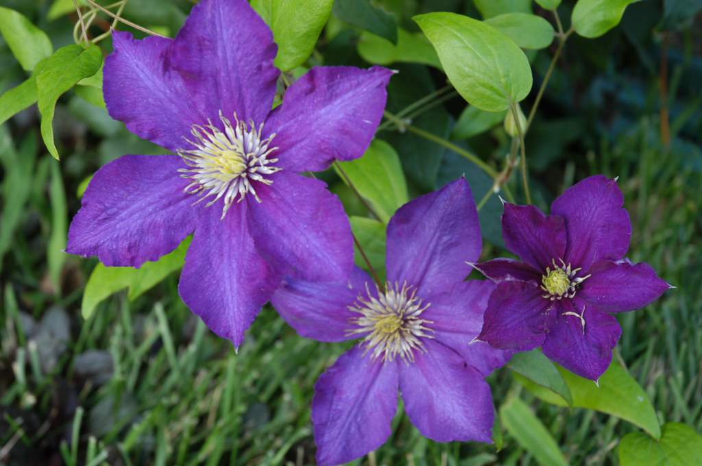 Taylorsville Kentucky Billy Kidd Flickr