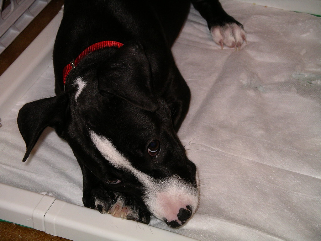 It is more fun to lay on my puppy pad than to pee on my pu… Flickr