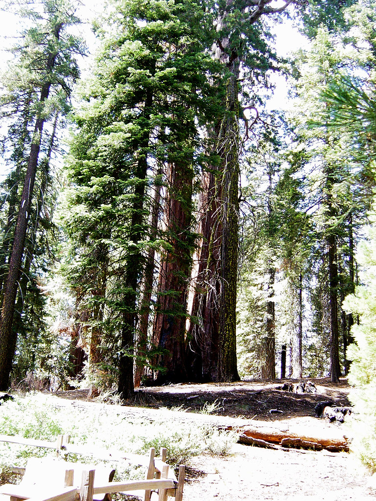 Bottom of Trees Karen Lemieux Flickr