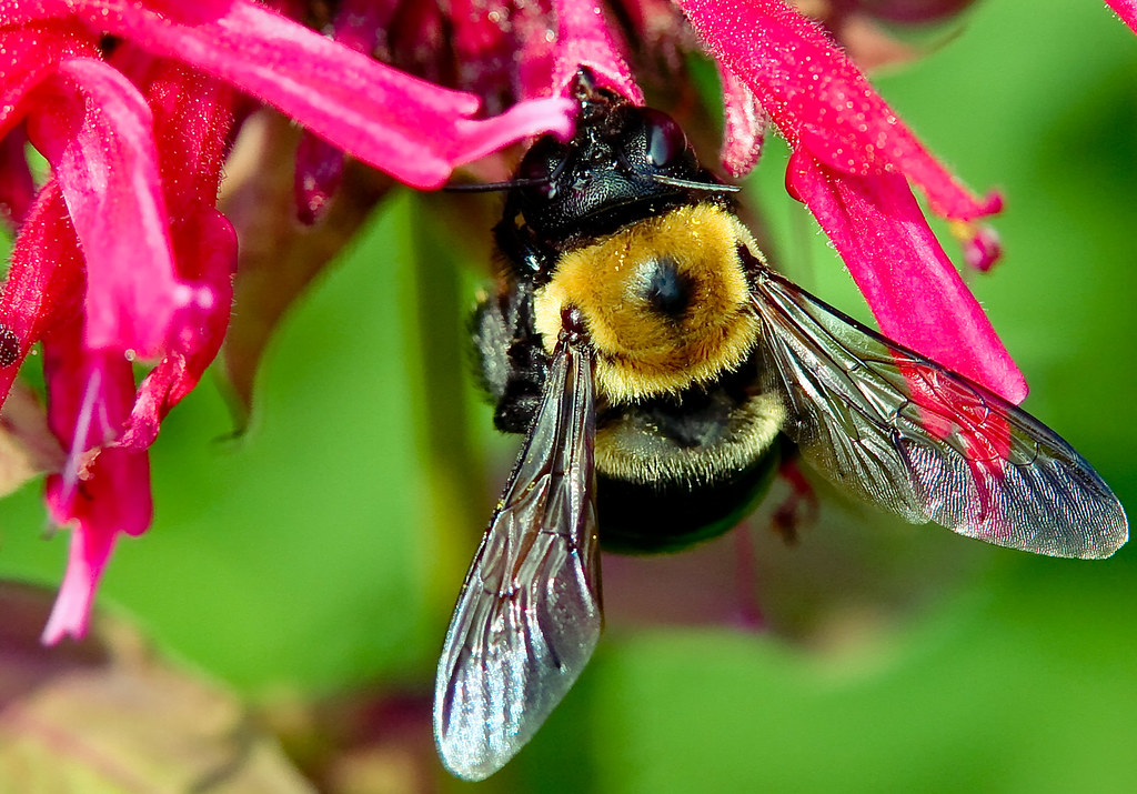 bee wings It just amazes me that wings so delicate and fra… Flickr