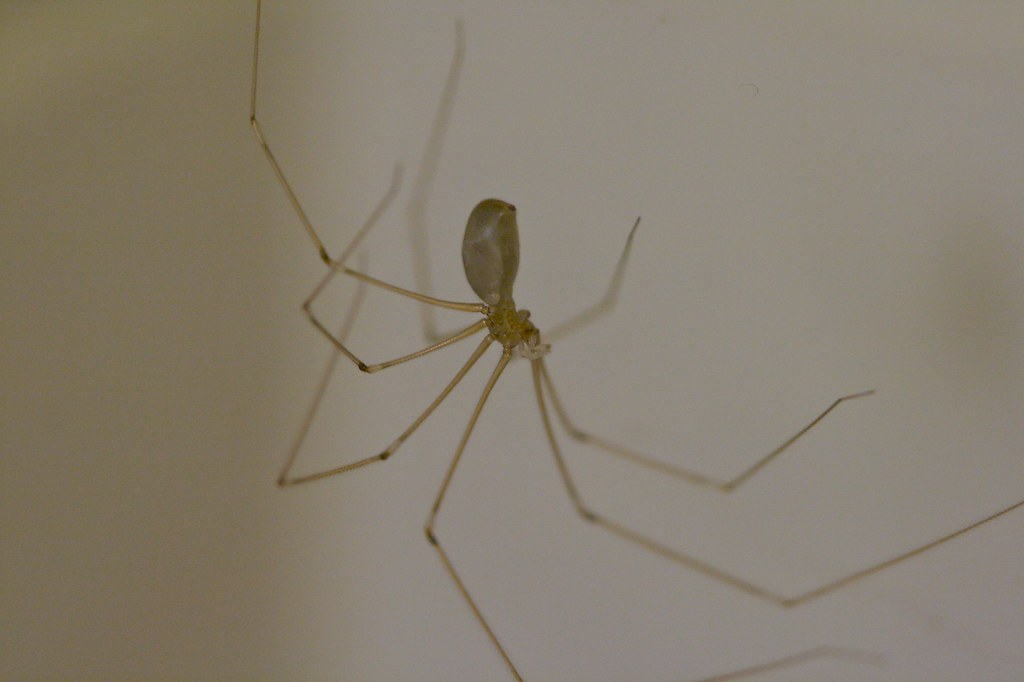 Spider in my Closet 2 Ryan Poplin Flickr