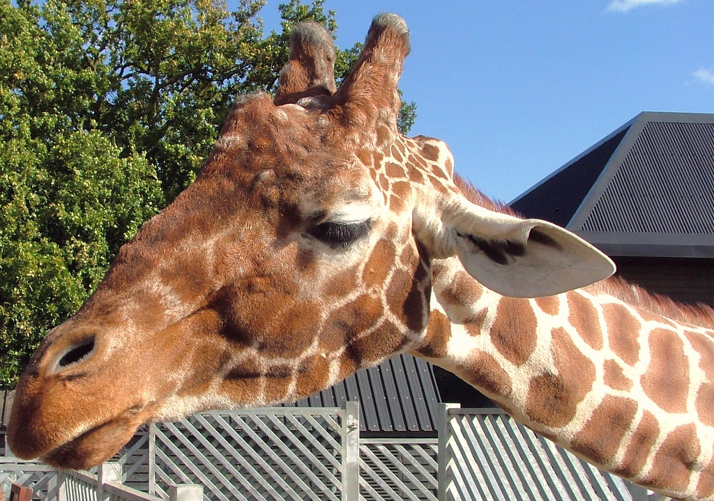 Giraffe Portrait Feed Me Now Colchester Zoo Monday… Flickr
