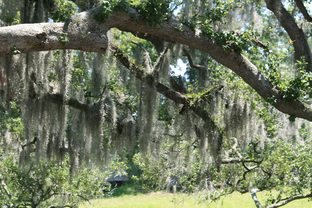 Spanish Moss 1 Scott Lipsey Flickr