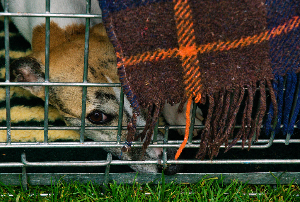 hund i bur Hundutställning på Sofiero, septem… Flickr