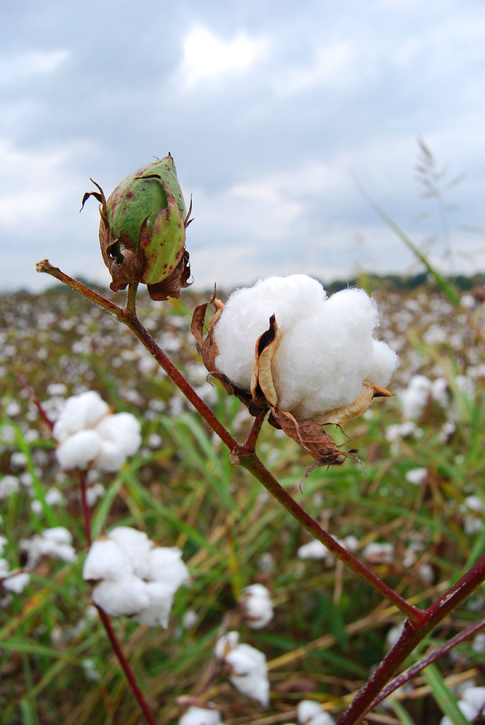 Louisiana Cotton I shot this in a cotton field off a Louis… Flickr